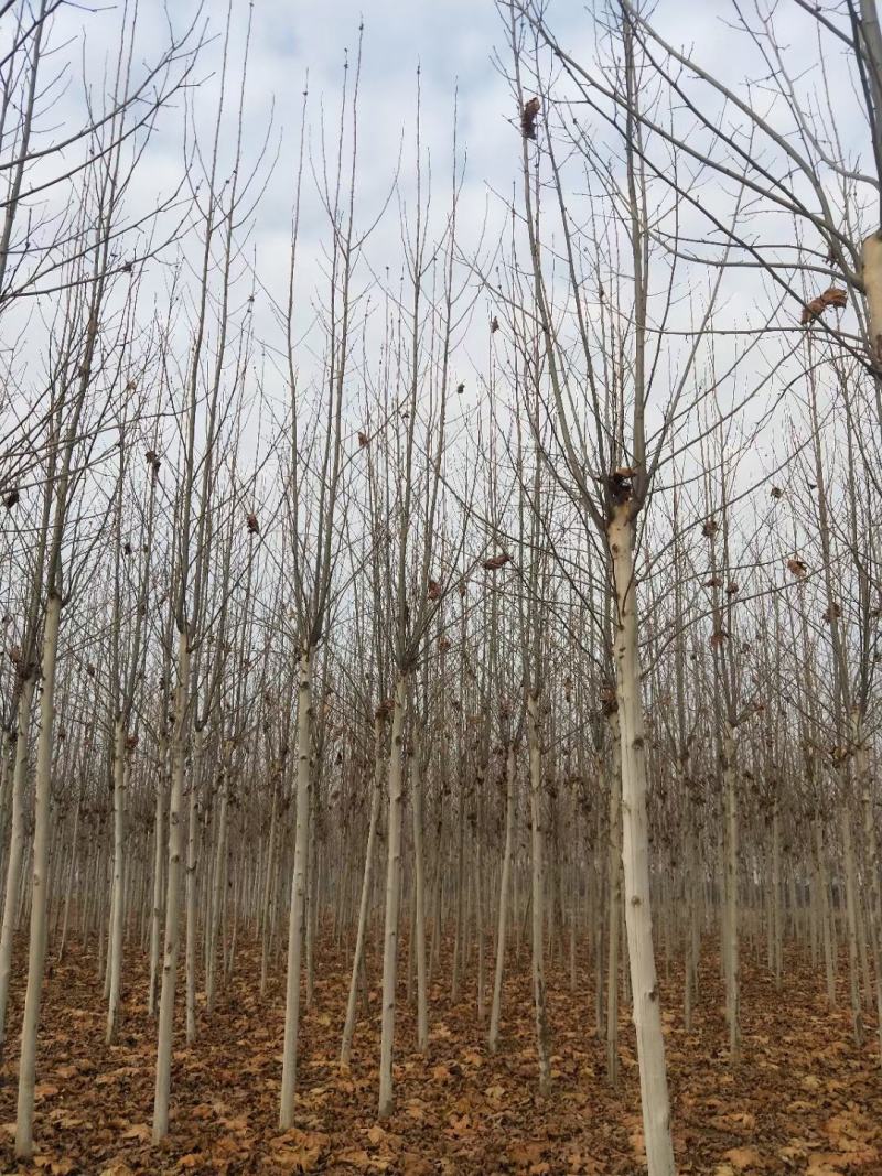 供应法桐各种规格都有8-20公分截头发帽原生冠，河南基地