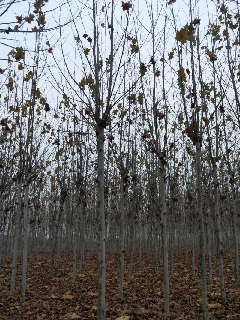 供应法桐各种规格都有8-20公分截头发帽原生冠，河南基地