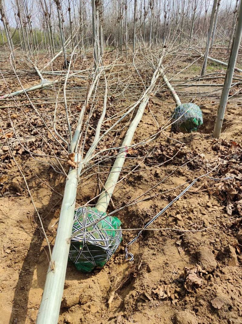 供应法桐各种规格都有8-20公分截头发帽原生冠，河南基地