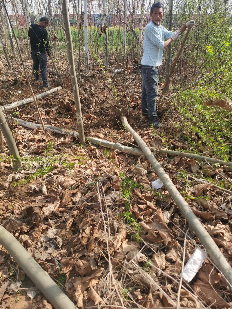 供应法桐各种规格都有8-20公分截头发帽原生冠，河南基地