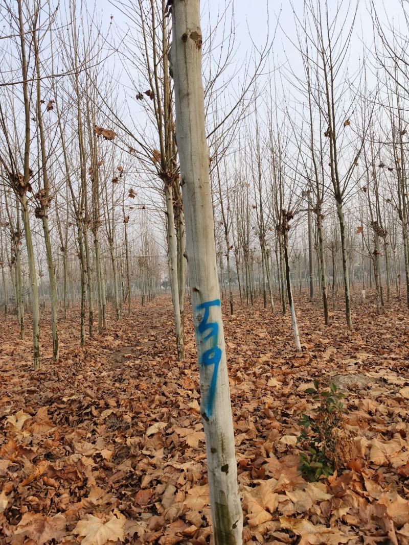 供应法桐各种规格都有8-20公分截头发帽原生冠，河南基地