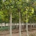 供应法桐各种规格都有8-20公分截头发帽原生冠，河南基地