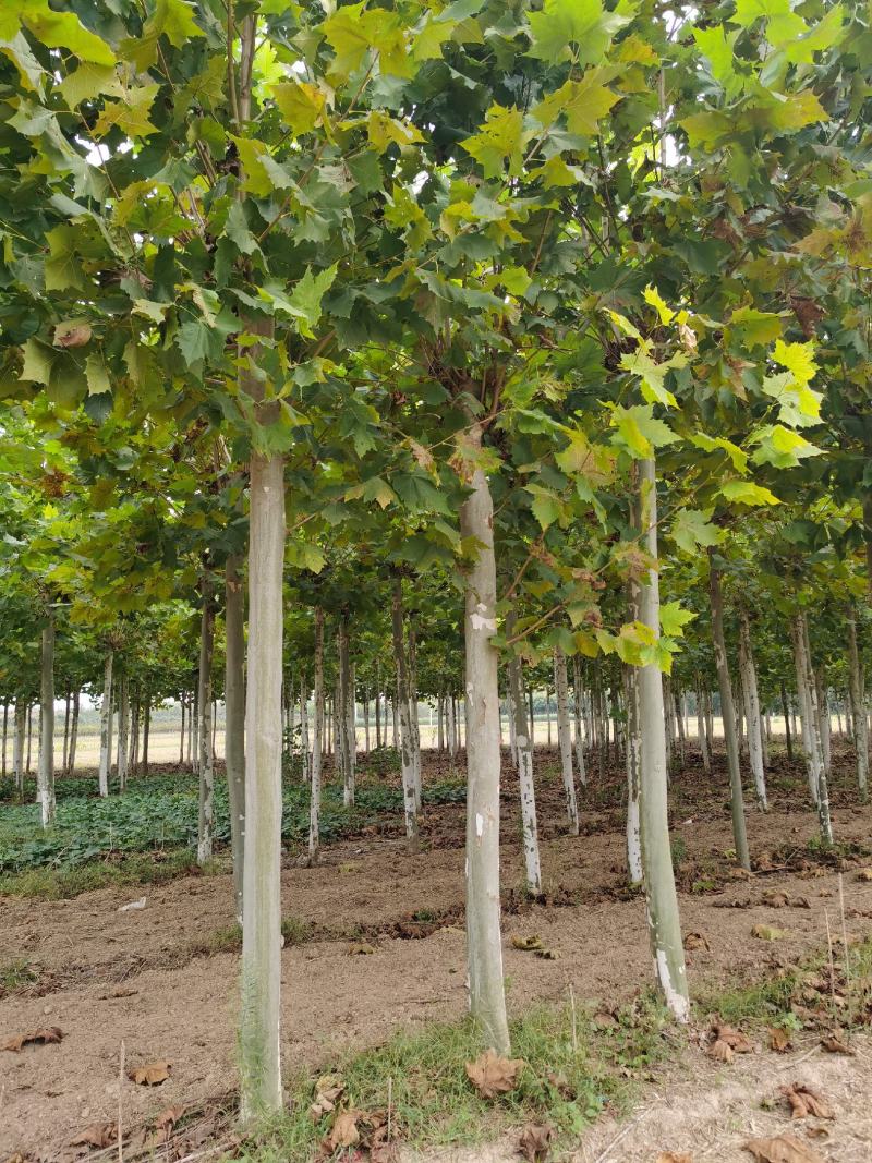 供应法桐各种规格都有8-20公分截头发帽原生冠，河南基地