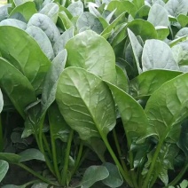 河南南阳精品菠菜上市中