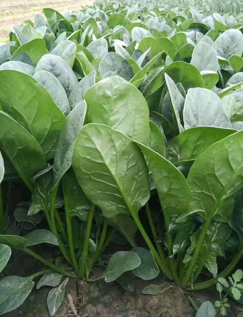 河南南阳精品菠菜上市中