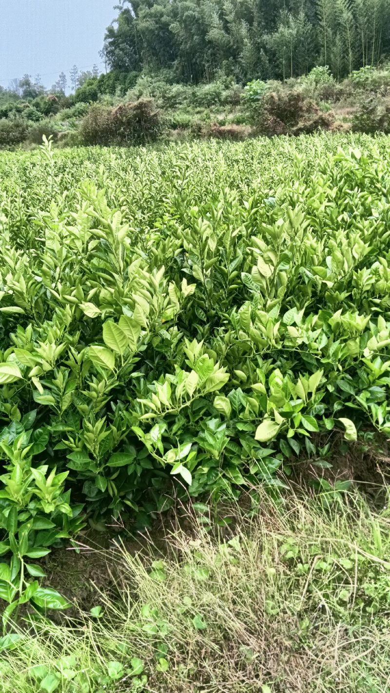 黄美人柑苗根系发达子粗壮度30-80分质量100%保证