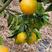 黄美人柑橘苗根系发达苗子粗壮高度30-80公分质量保证