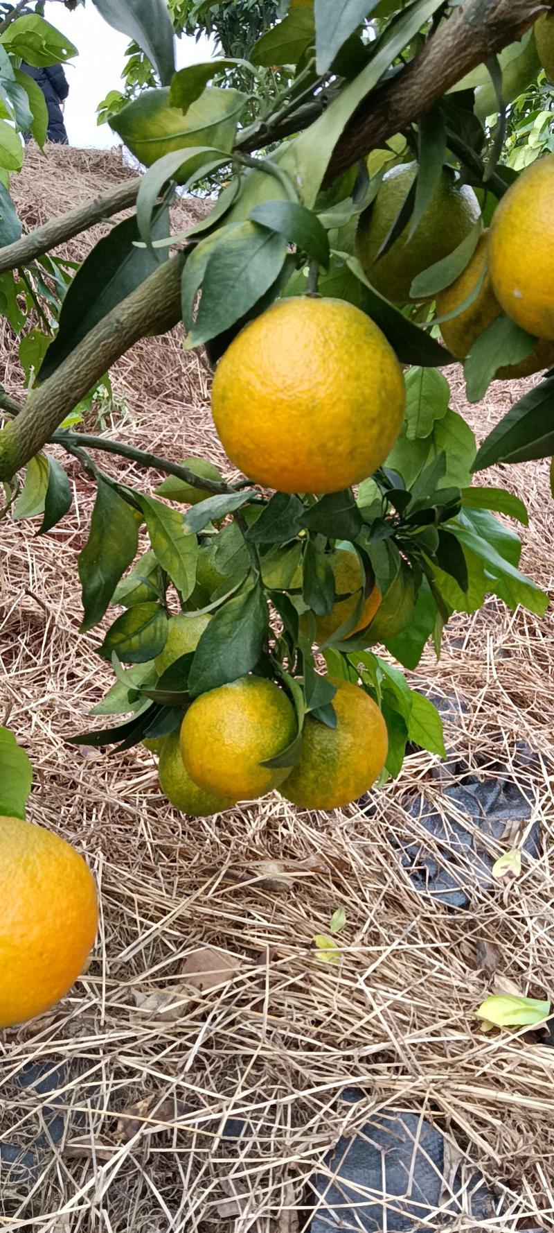 黄美人柑橘苗根系发达苗子粗壮高度30-80公分质量保证