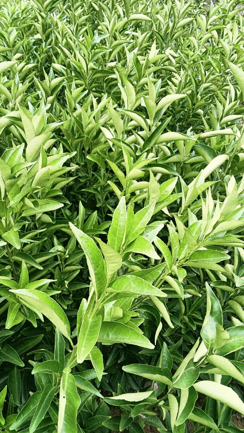 黄美人柑苗根系发达子粗壮度30-80分质量100%保证
