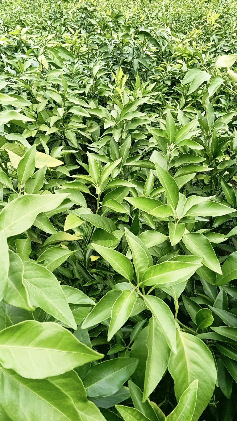 黄美人柑苗根系发达子粗壮度30-80分质量100%保证