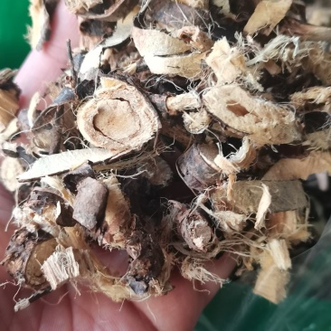 金雀儿根金雀根阳雀花根金雀儿根金雀花根