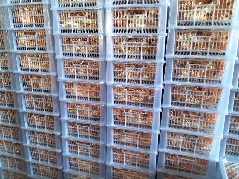 大量供应软糯香甜的红薯干，口感香甜。欢迎新老客户前来选购