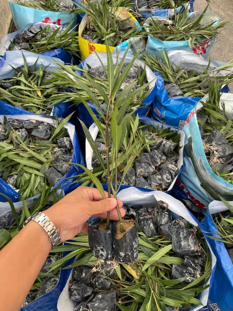 翠芦莉福建漳州翠芦莉绿化庭院设计基地直供大小规格袋苗
