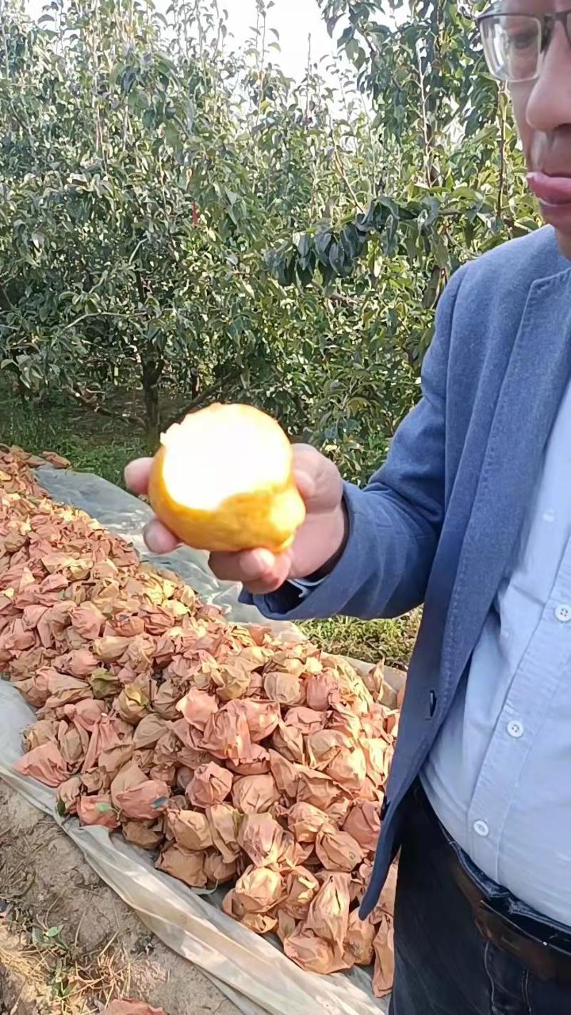 【荐】精品山东烟台莱阳市基地供货丑梨，大量出售，欢迎选购