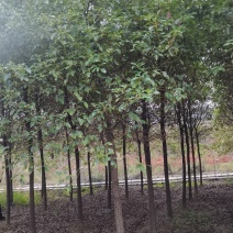 供应10公分香樟树，8-9公分香樟，精品田苗，海量供应