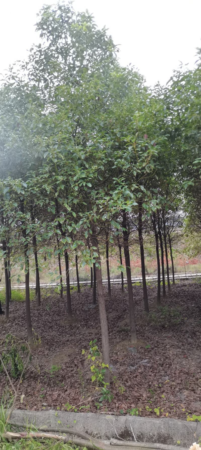 供应10公分香樟树，8-9公分香樟，精品田苗，海量供应