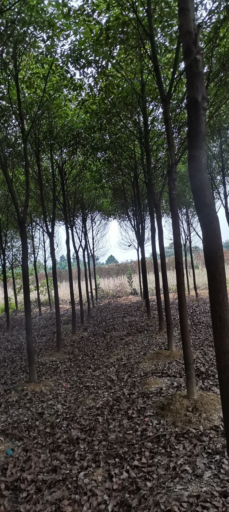 供应10公分香樟树，8-9公分香樟，精品田苗，海量供应