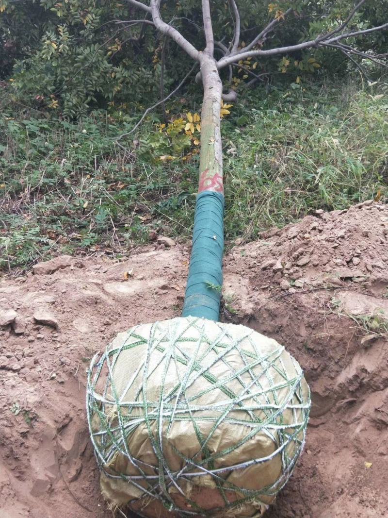 供应栾树，各种规格都有8-15公分黄山栾树南栾，量大价低