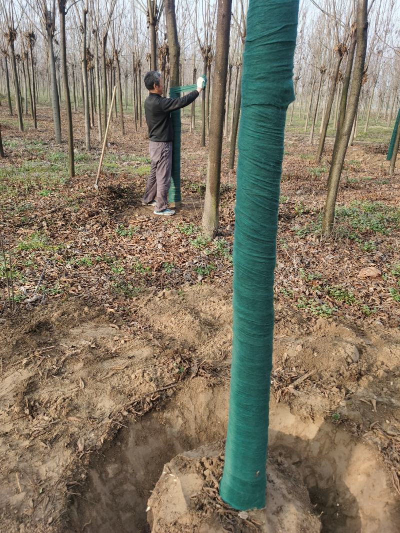 供应栾树，各种规格都有8-15公分黄山栾树南栾，量大价低