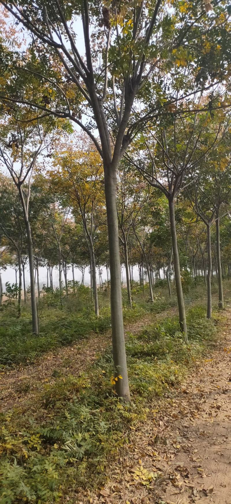 供应栾树，各种规格都有8-15公分黄山栾树南栾，量大价低
