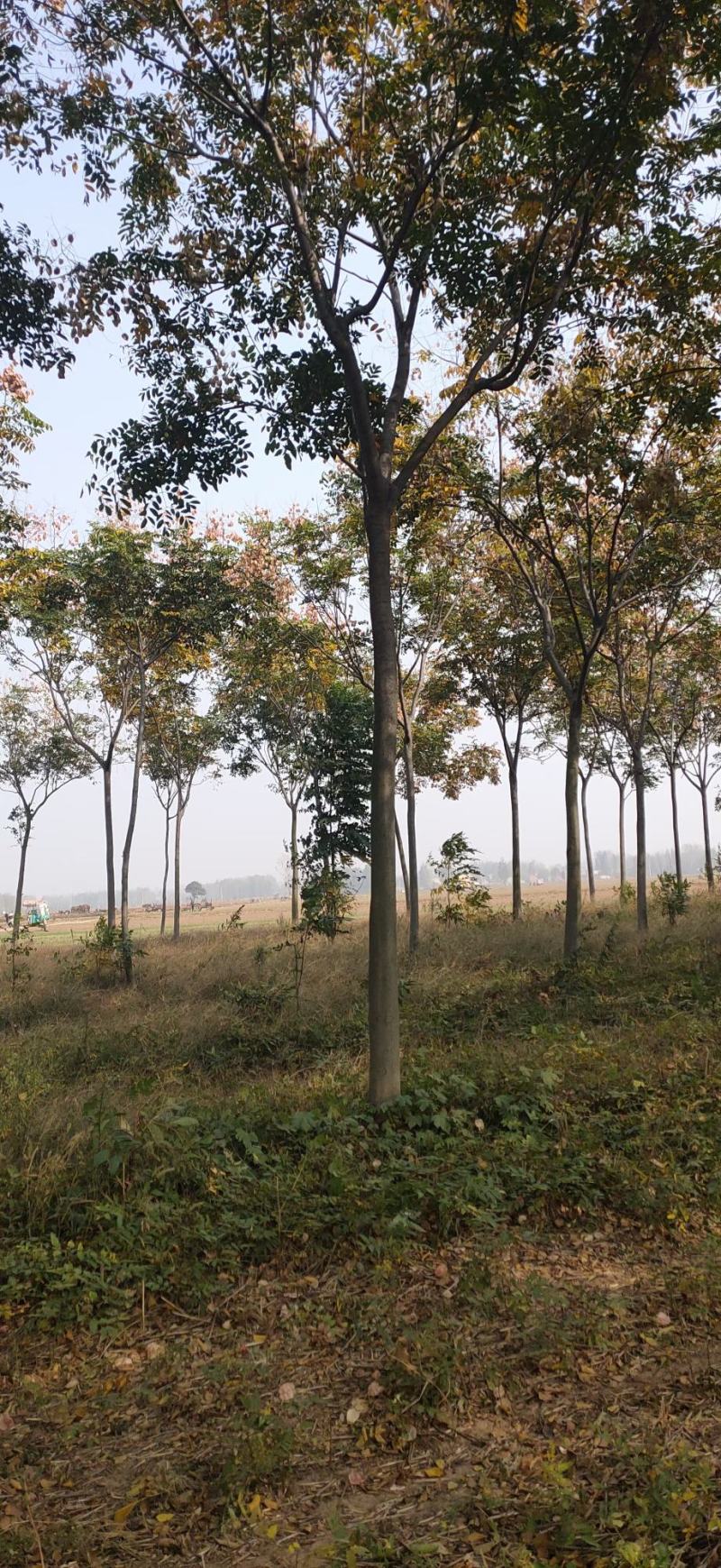 供应栾树，各种规格都有8-15公分黄山栾树南栾，量大价低