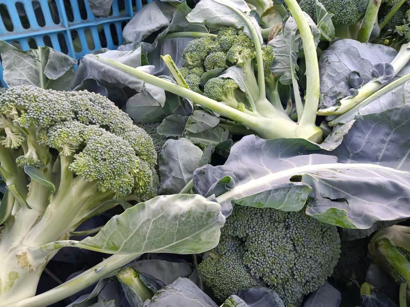 新鲜绿色的西兰花,展示其密集的花蕾和翠绿的颜色 西兰花特写