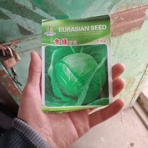 越冬甘蓝苗，