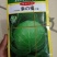 越冬甘蓝苗，