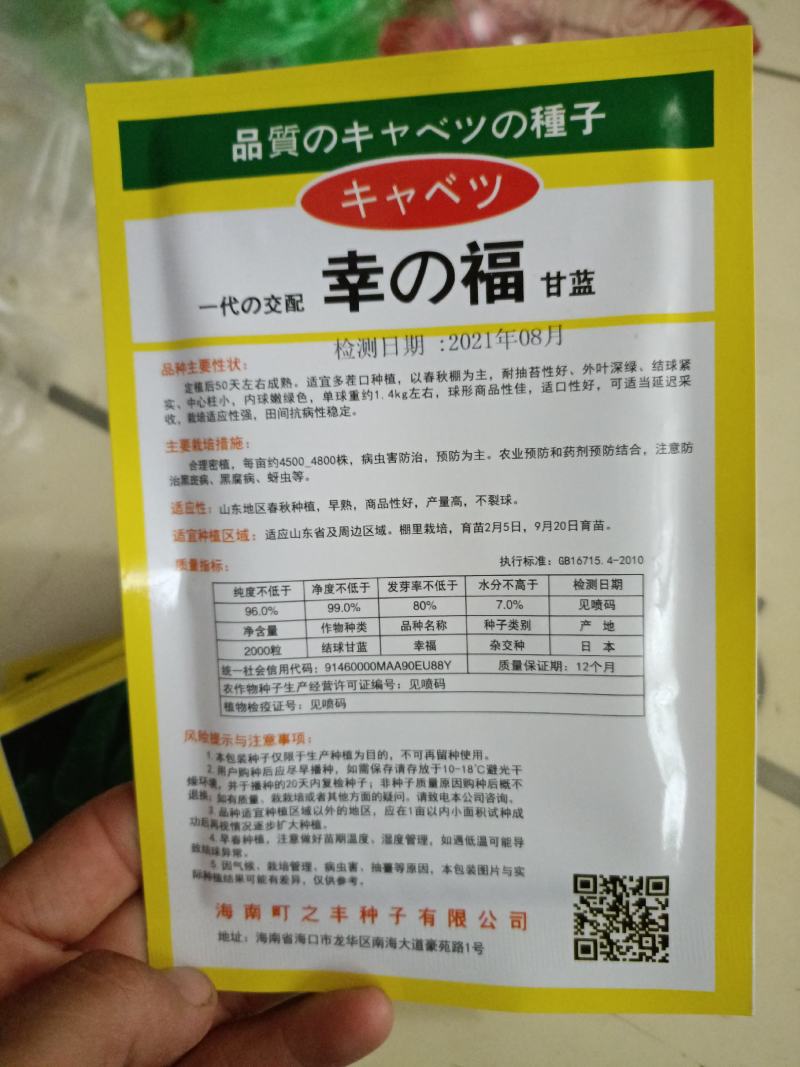 越冬甘蓝苗，
