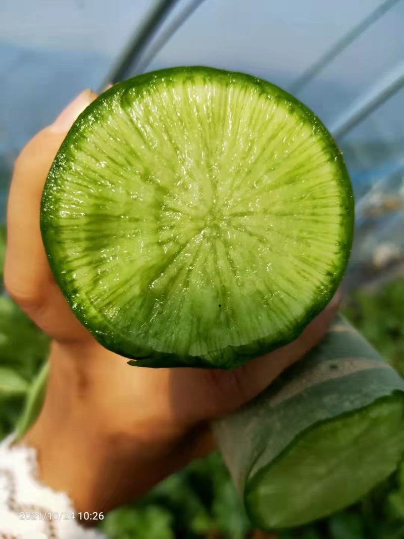 水果萝卜潍坊正宗水果萝卜绿帅，后庞，七星水果萝卜大量供应