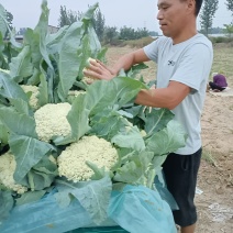 越冬松花菜苗，球大花白