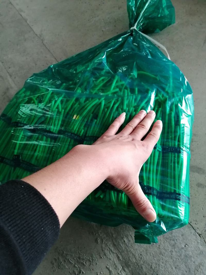 邳州精品蒜苔