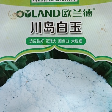 各种花菜苗，甘蓝苗，