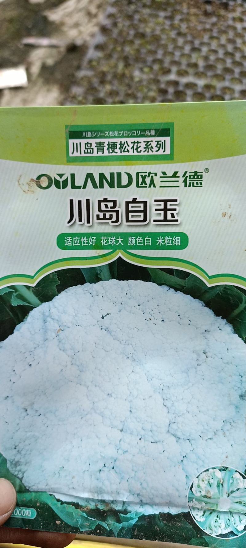 各种花菜苗，甘蓝苗，