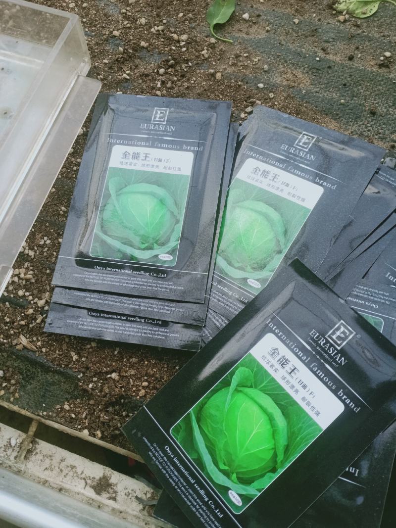 各种花菜苗，甘蓝苗，