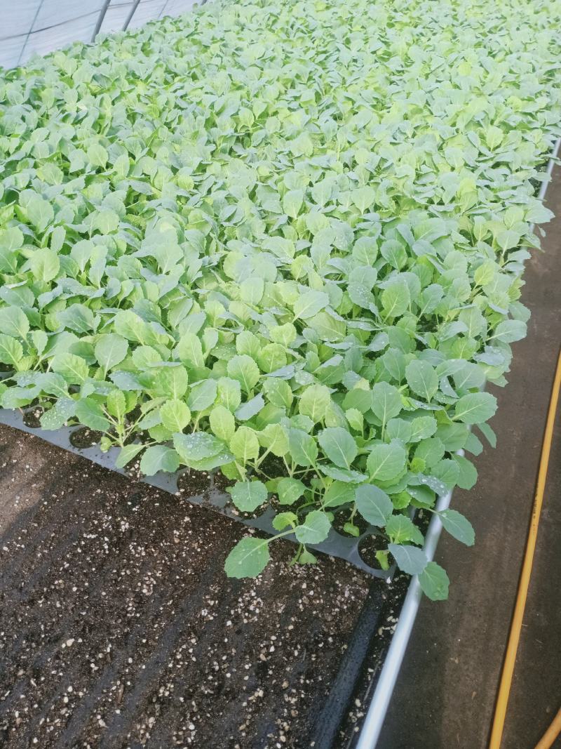 各种花菜苗，甘蓝苗，