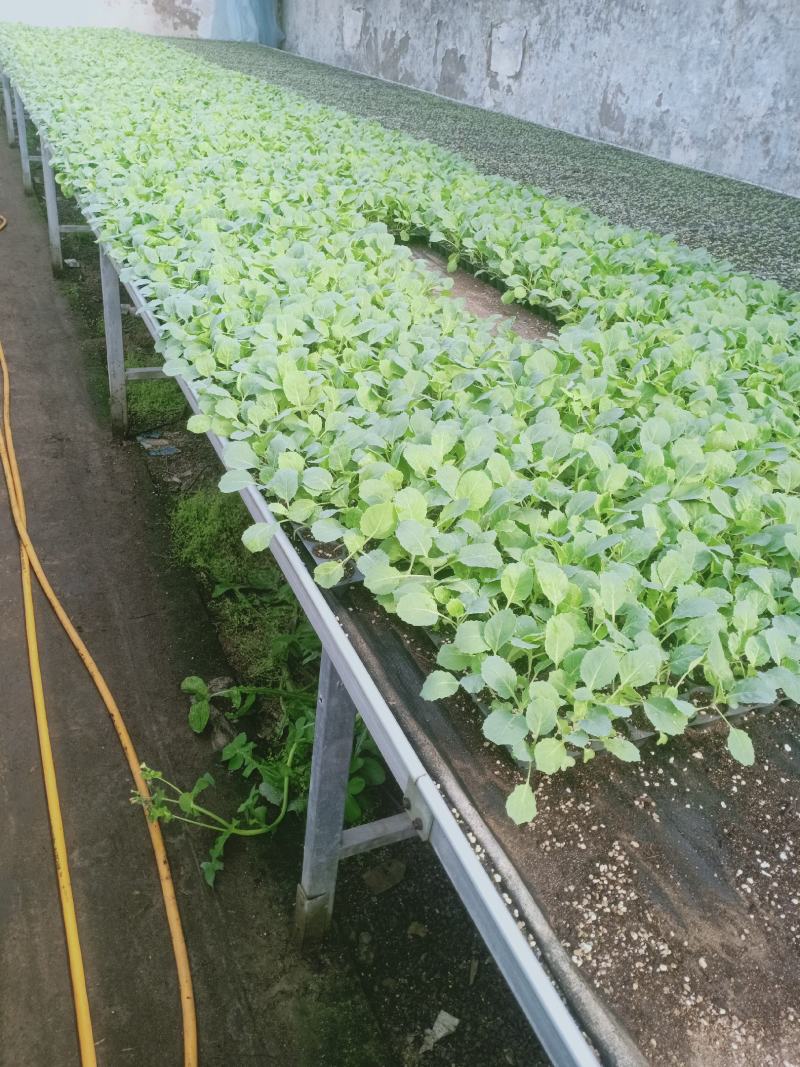 各种花菜苗，甘蓝苗，