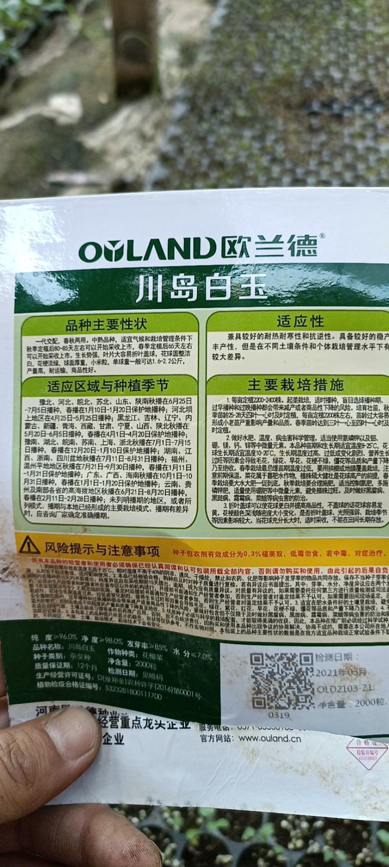 各种花菜苗，甘蓝苗，