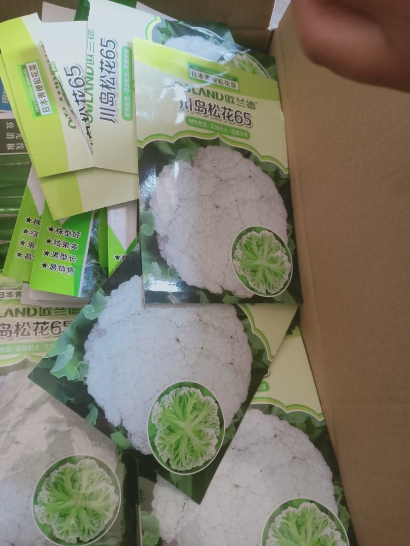 各种花菜苗，甘蓝苗，