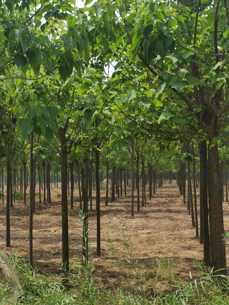 供应楸树，各种规格都有2-20公分，速生楸树量大价格优惠