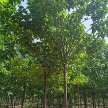供应楸树，各种规格都有2-20公分，速生楸树量大价格