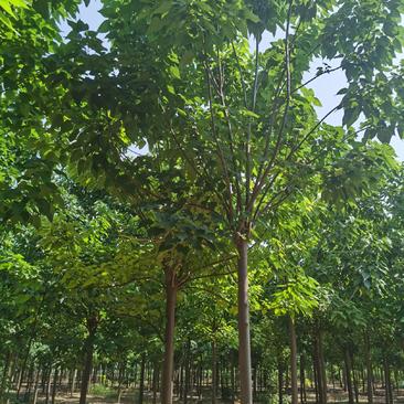 供应楸树，各种规格都有2-20公分，速生楸树量大价格优惠