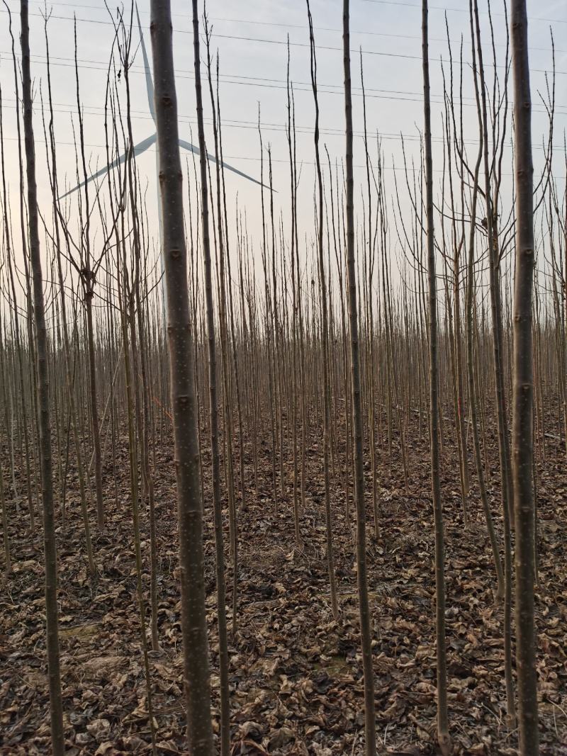 供应楸树，各种规格都有2-20公分，速生楸树量大价格优惠