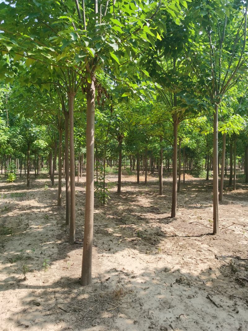供应楸树，各种规格都有2-20公分，速生楸树量大价格优惠