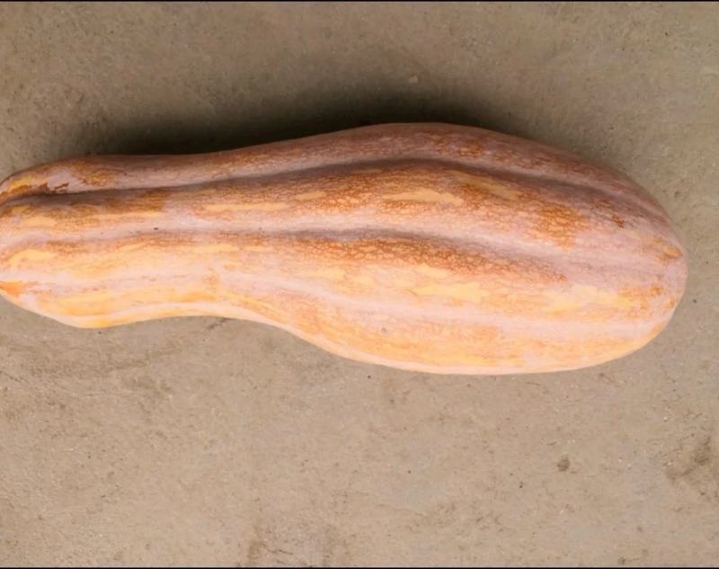 密本南瓜软烂甜糯肉厚皮薄