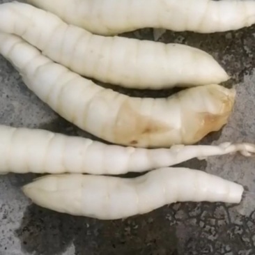 姜薯