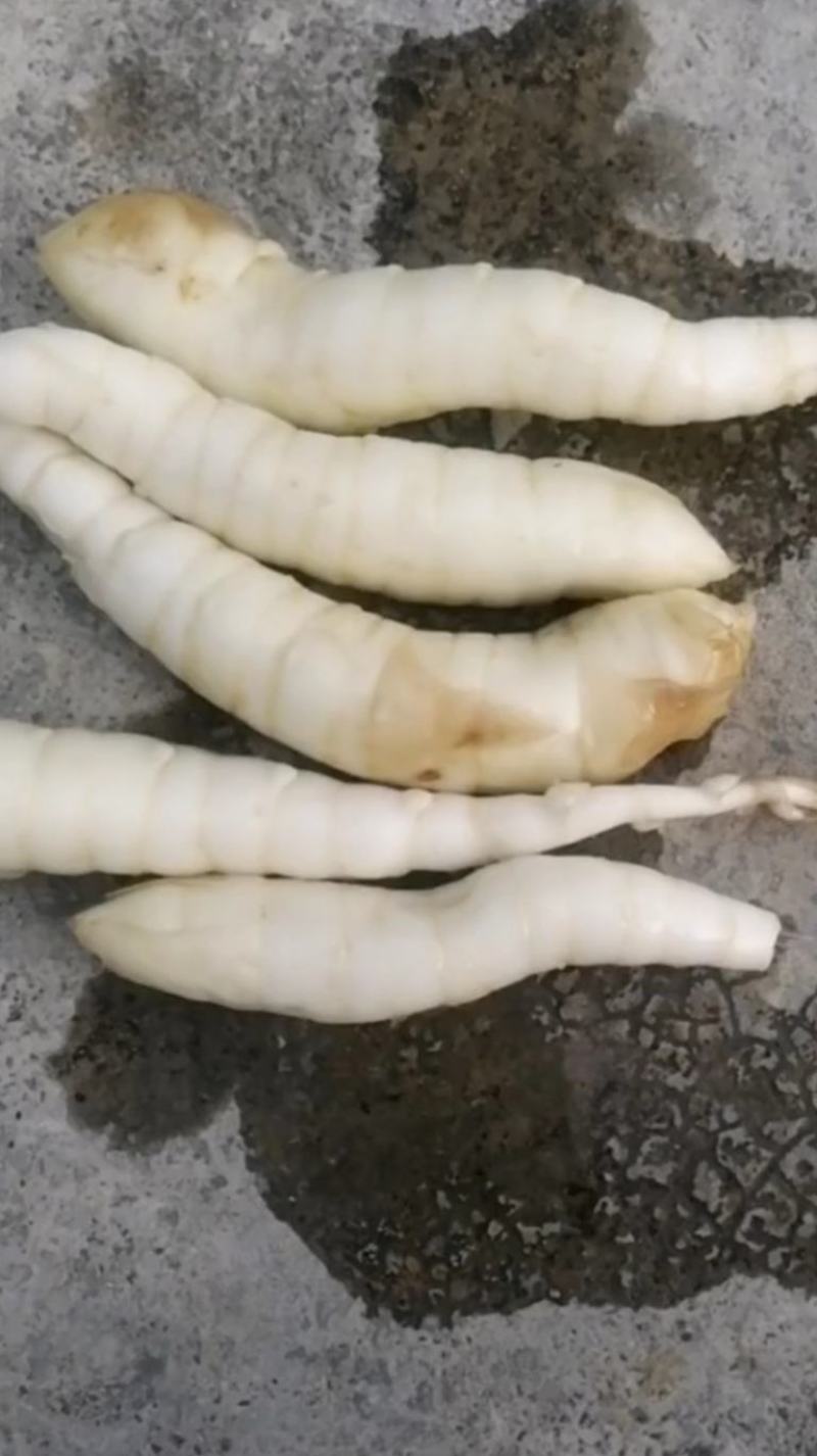 姜薯