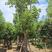 福建省漳州市供应绿化庭院设计，菩提树，农户直销价大小规格