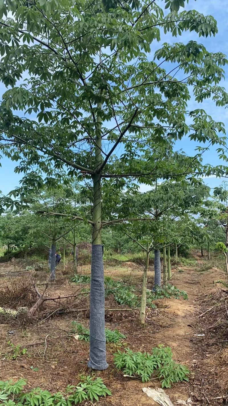 美丽异木棉福建漳州美人树绿化庭院设计基地直供