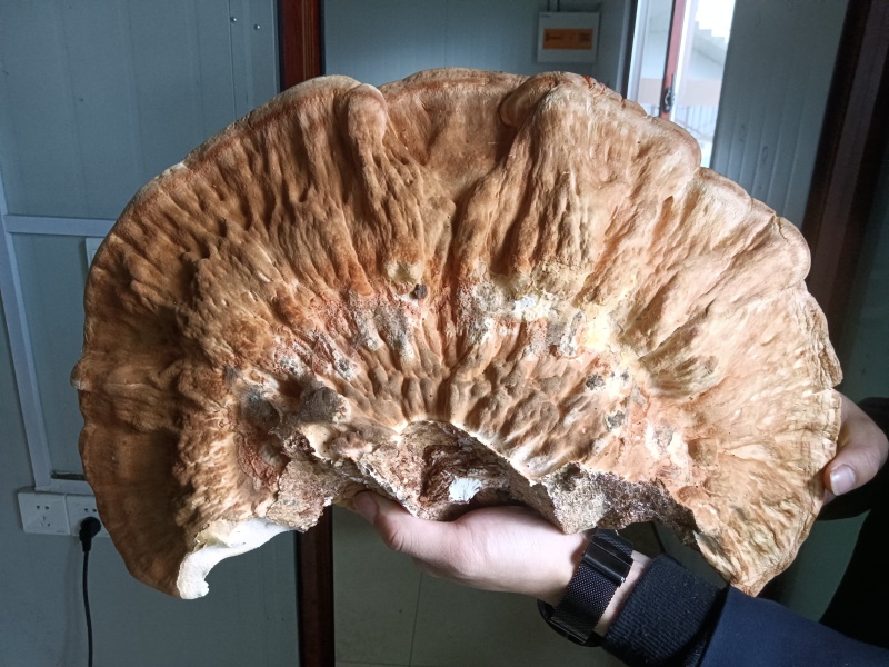 大别山野生黄精淫羊藿灵芝苍耳